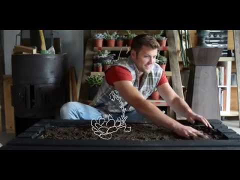 how to transplant echeveria