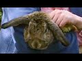 The Great Rabbit Escape - Barking Mad - BBC pets