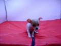 videos de Chihuahua Macho COV REF:115