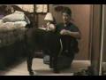 videos de Pet Safety - Seat Belt Restraint For Your Dog