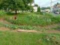 garden time lapse