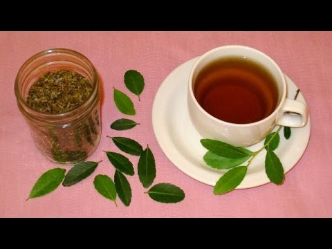 how to harvest tea leaves