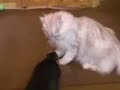 Sable vs Cat