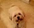 Harry the Dogg "doing the rest"