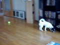 Chihuahua Assing the Ball