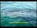 Isla Mujeres Mexico Whale Shark Snorkeling Tours