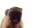 Screen Cleaner dog