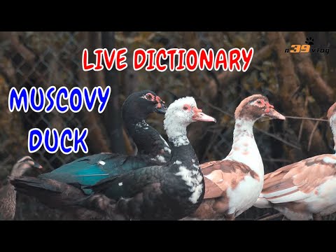 Con Ngan - Live Dictionary