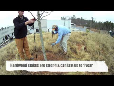 how to stake a tree