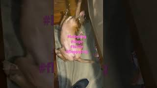 Turtle Dog #shorts #viral #dog #short #youtubeshorts #like #subscribe #love #funny #shortvideo #baby by Puffin Pete