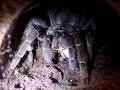 Costa Rican Zebra Tarantula Brutally Catches a Cricket Costa Rican Zebra Tarantula Brutally Catches a Cricket