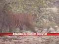 Tigers roar free in Corbett Park