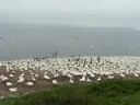 122,000 northern gannets on Bonaventure island, Quebec