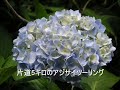 スーパーカブ