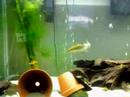 siamese algae eater