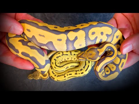 YouTube reptile video