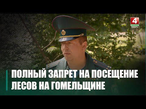 На Гомельщине введен полный запрет на посещение лесов видео
