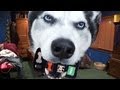 Husky Dog Eats NEW iPhone & Dances