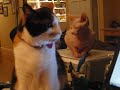 Cats\ Cats\