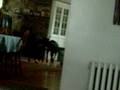 videos de dog dance/fight