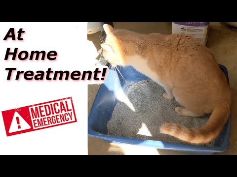 At Home Treatment for a Cat that Can't Urinate