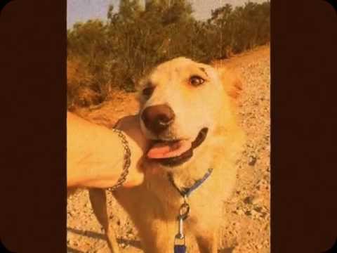 ΥΙΟΘΕΤΗΘΗΚΕ!!!!!-Αδέσποτη Cinderella.wmv