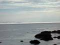 Whale spouts