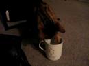 Cat  Cup