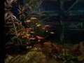GloFish Fluorescent Fish Under a Black Light