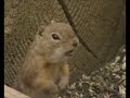 Another Prairie Dog Bites the dust