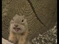 Another Prairie Dog Bites the dust Another Prairie Dog Bites the dust