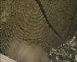 Another Prairie Dog Bites the dust