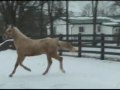 Mirascotch. Palomino Warmblood by Mirabeau Mirascotch. Palomino Warmblood by Mirabeau