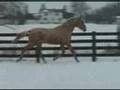 Mirascotch. Palomino Warmblood by Mirabeau