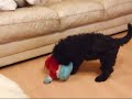 Iona & Blue Bear - Bouvier Des Flandres Puppy - 7 Weeks Old.wmv
