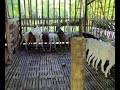 Anglo Nubian Does in Orion Farms- Opol,Misamis Oriental