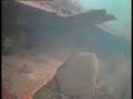 The wreck of the vanland