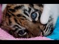 Chester Zoo tiger cub dies