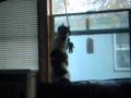 cute cat chasing birds