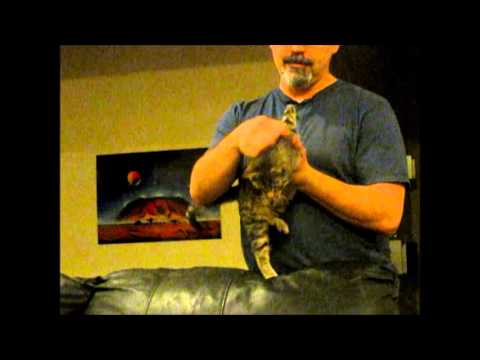 Your Kitty Fix For Today