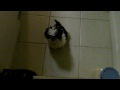 Teaching Mimi how to bark