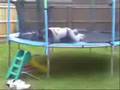 fgoc Jim and Ron avin a jump innit