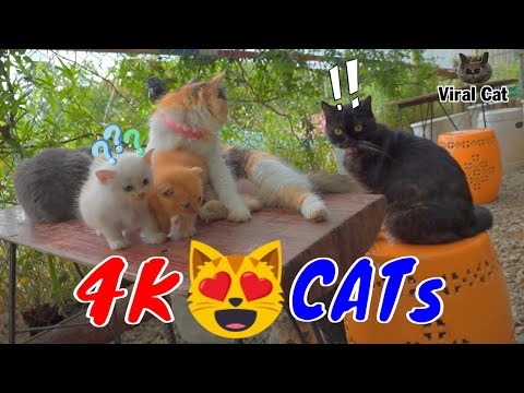 Hài Hước Thư Giãn Cùng Các Hoàng Thượng Mèo Video 4K Tập 7