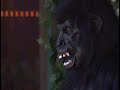 Gorilla in the Big Brother 10 House