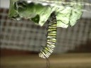 Monarch metamorphis Monarch metamorphis