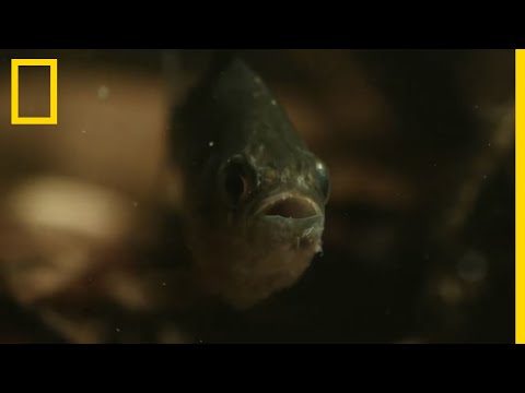 Image de prévisualisation YouTube