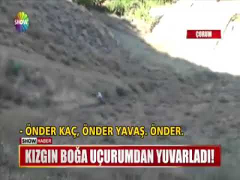 Boga