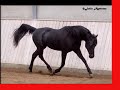 Halim El Dahab