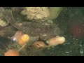 Deer Island Diving