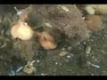 Deer Island Diving
